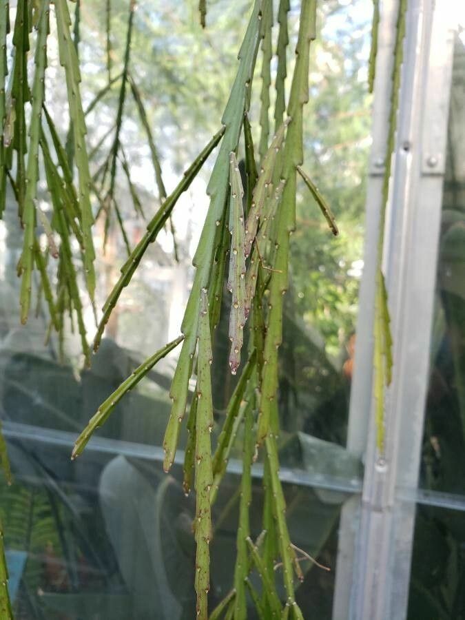 Lepismium warmingianum — related species from the same genus