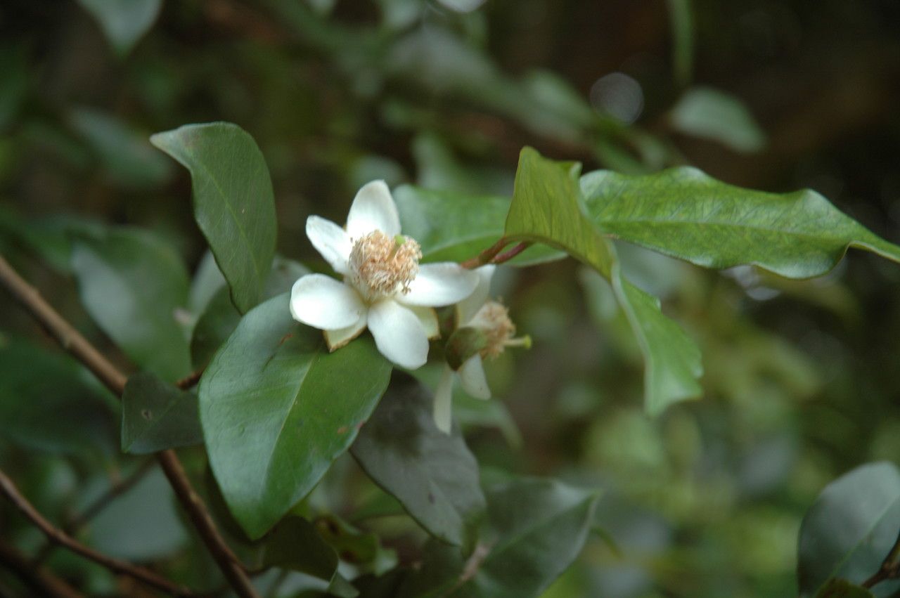Psidium friedrichsthalianum flower