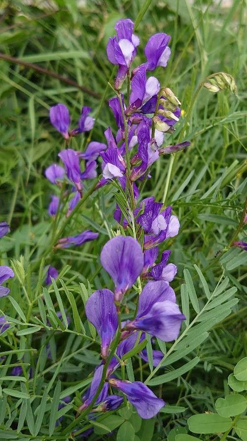 Vicia Onobrychioides flower