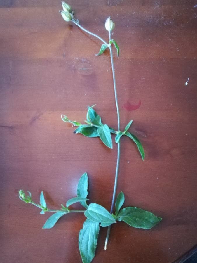 Moehringia trinervia bark