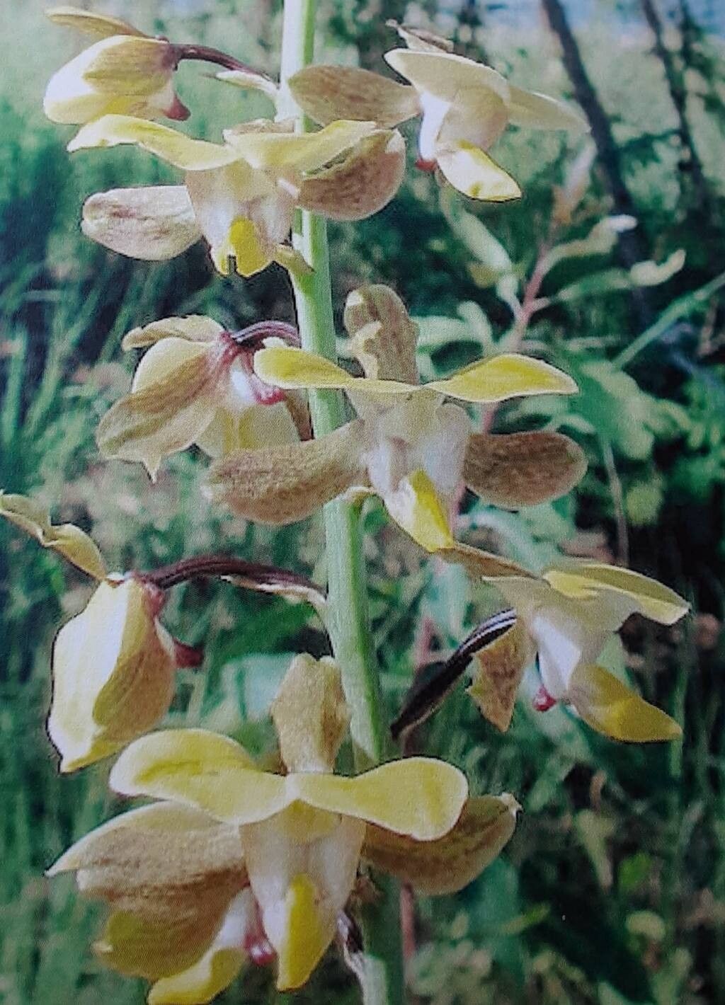 Eulophia streptopetala flower