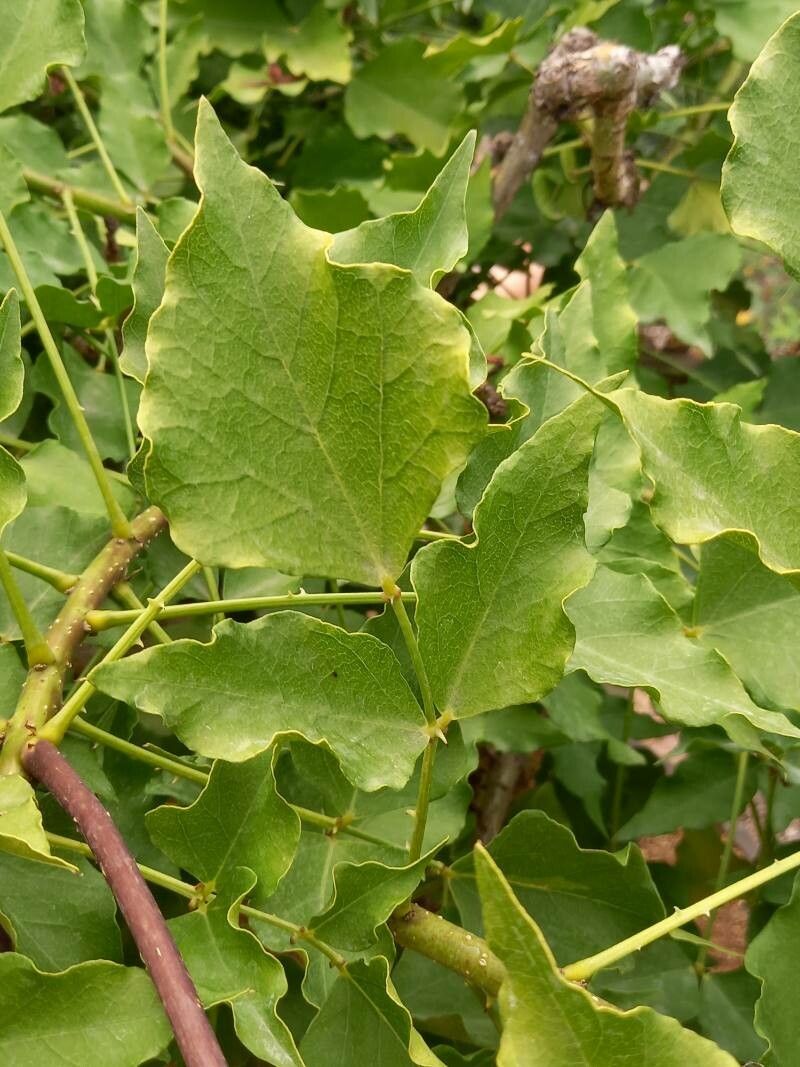 Erythrina humeana — search result for 'Erythrina'