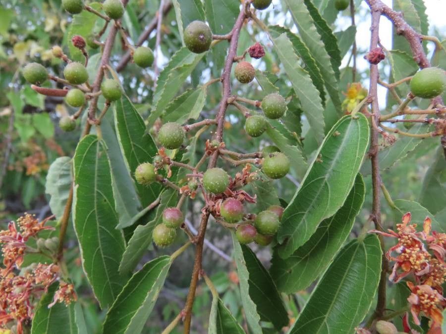 Grewia trichocarpa fruit