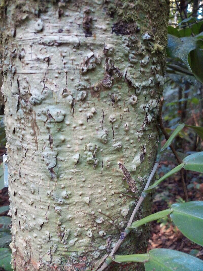 Rhodostemonodaphne morii bark