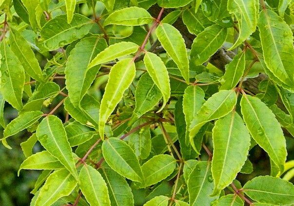 Commiphora harveyi — search result for 'Commiphora'