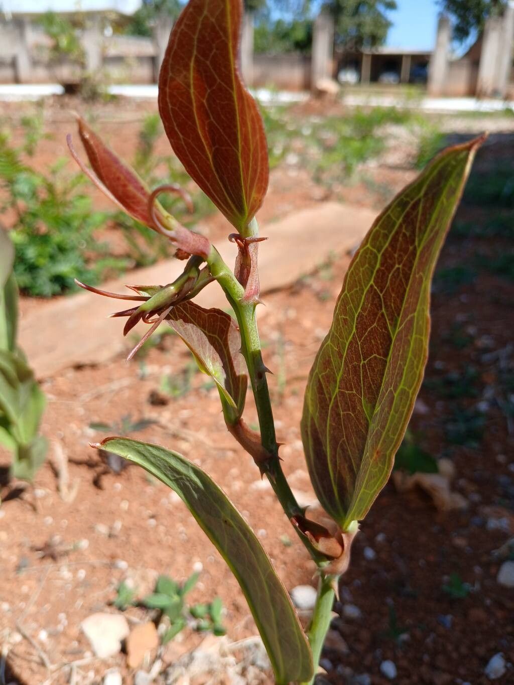 Smilax goyazana bark