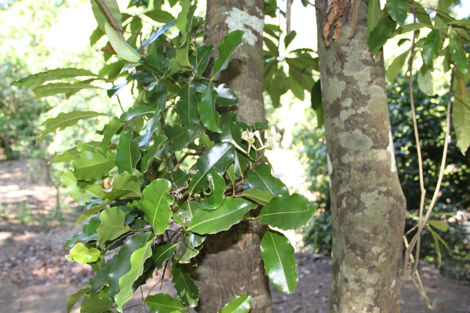 Syzygium balansae habit