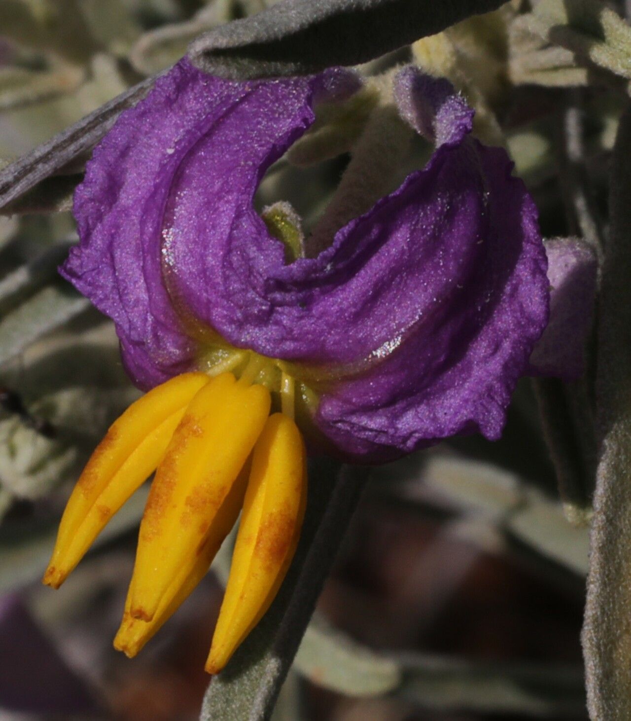 Solanum ammophilum flower