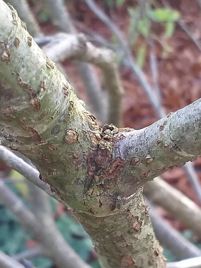 Sorbus matsumurana bark