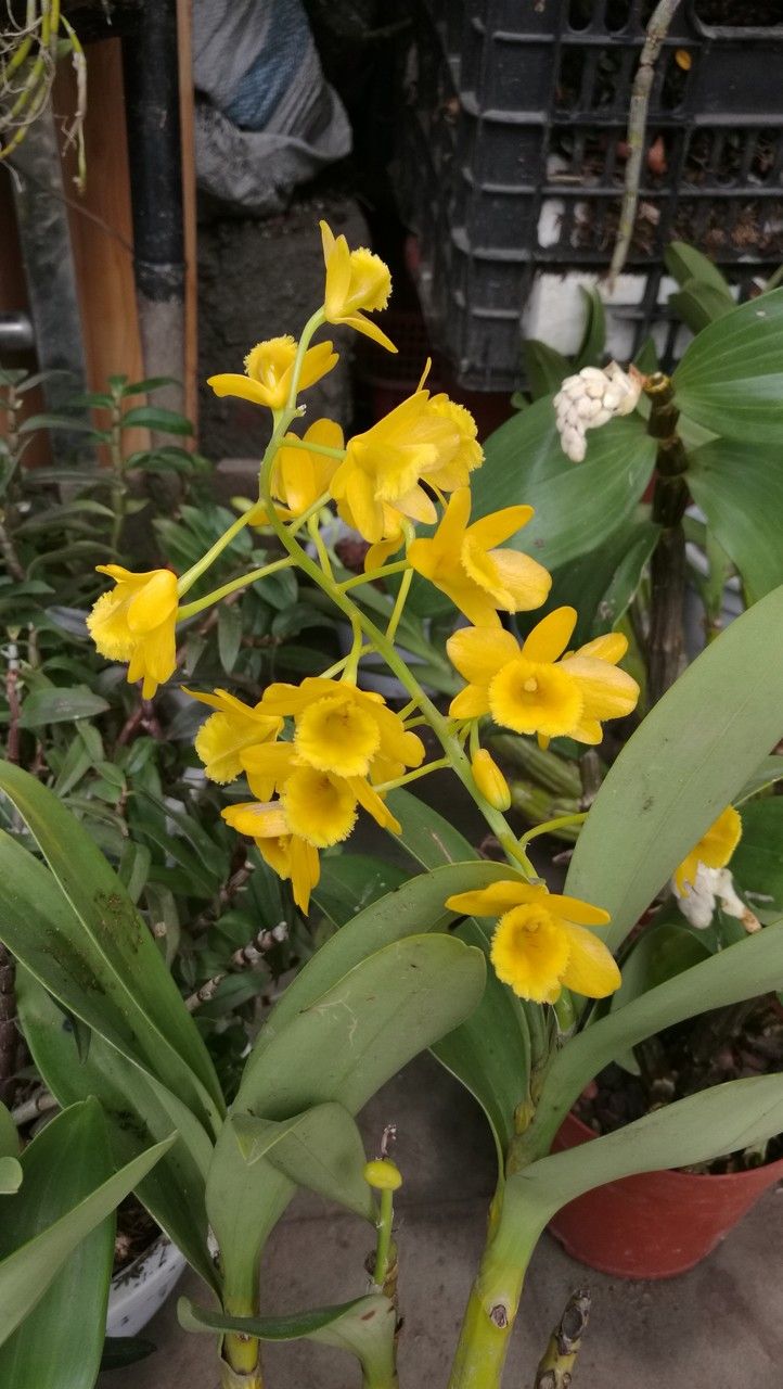 Dendrobium chrysotoxum habit