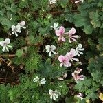 Pelargonium peltatum