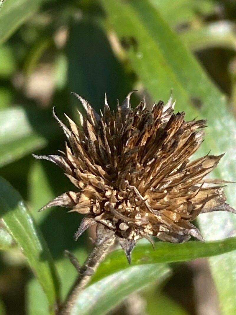Buphthalmum salicifolium fruit
