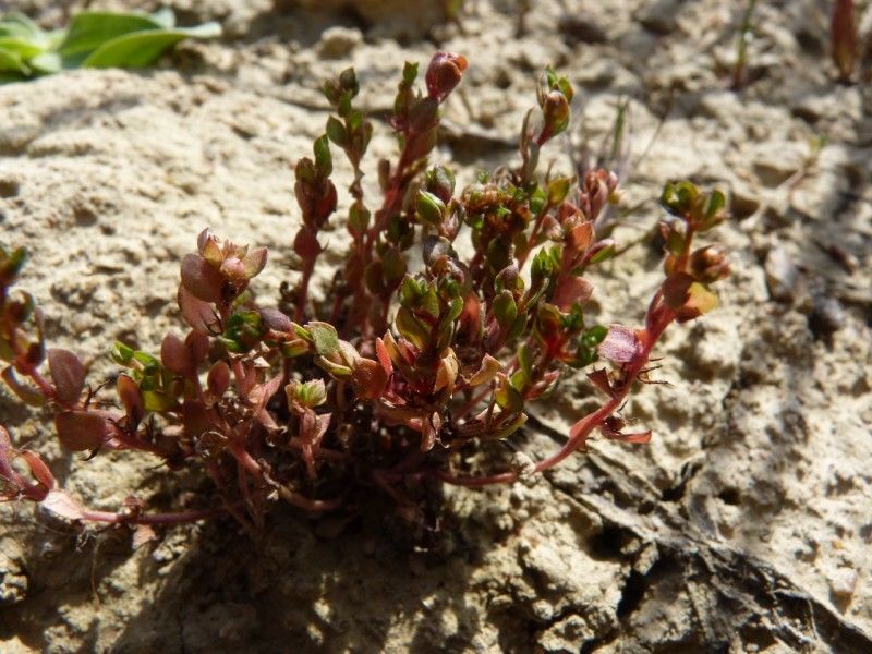 Lysimachia minima — search result for 'Lysimachia'