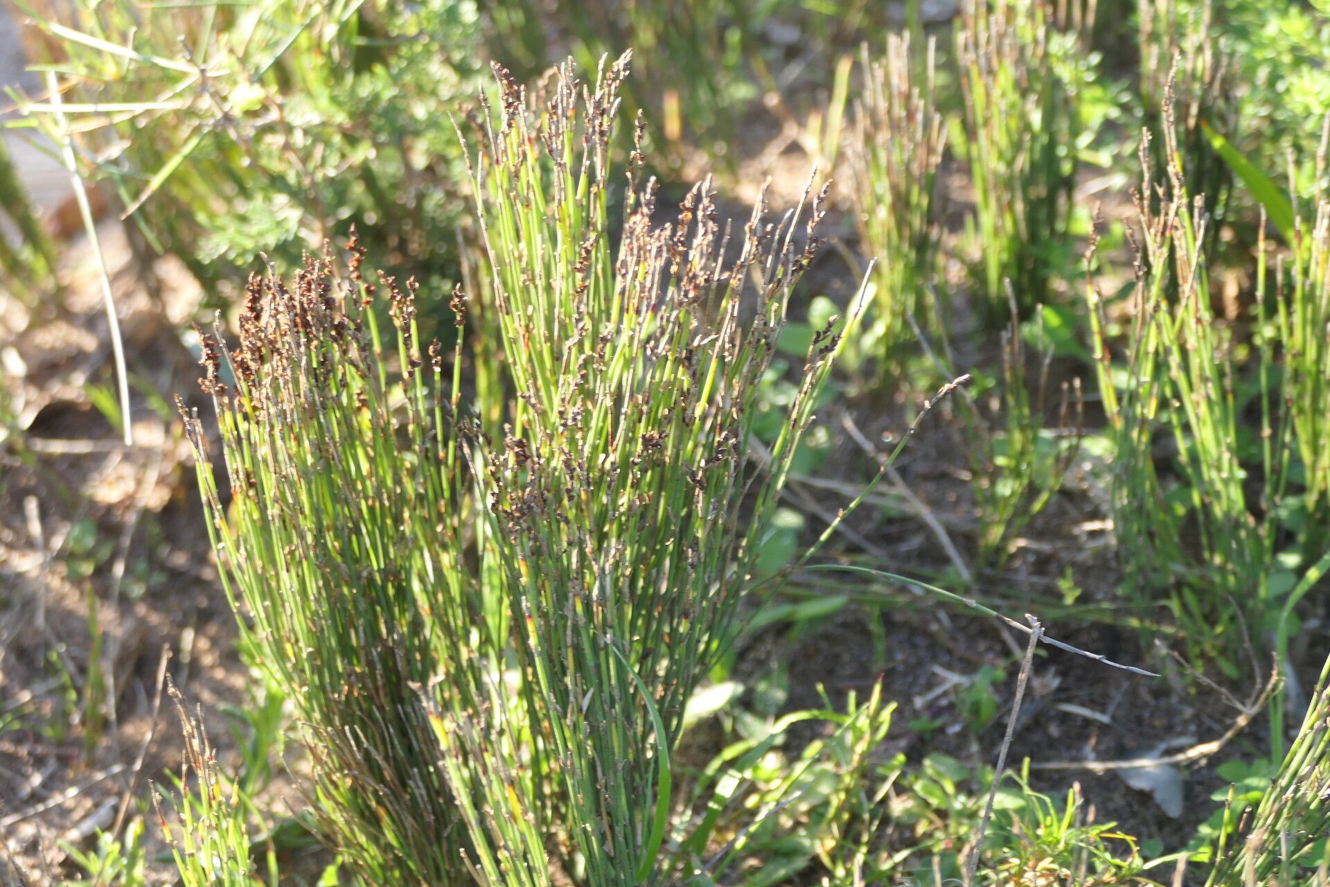 Elegia microcarpa habit