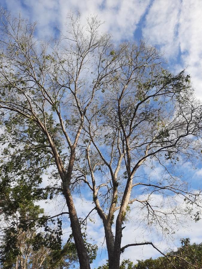 Ulmus mexicana habit