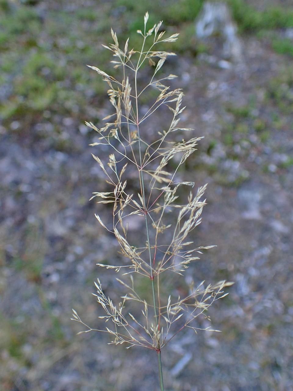 Agrostis stolonifera fruit