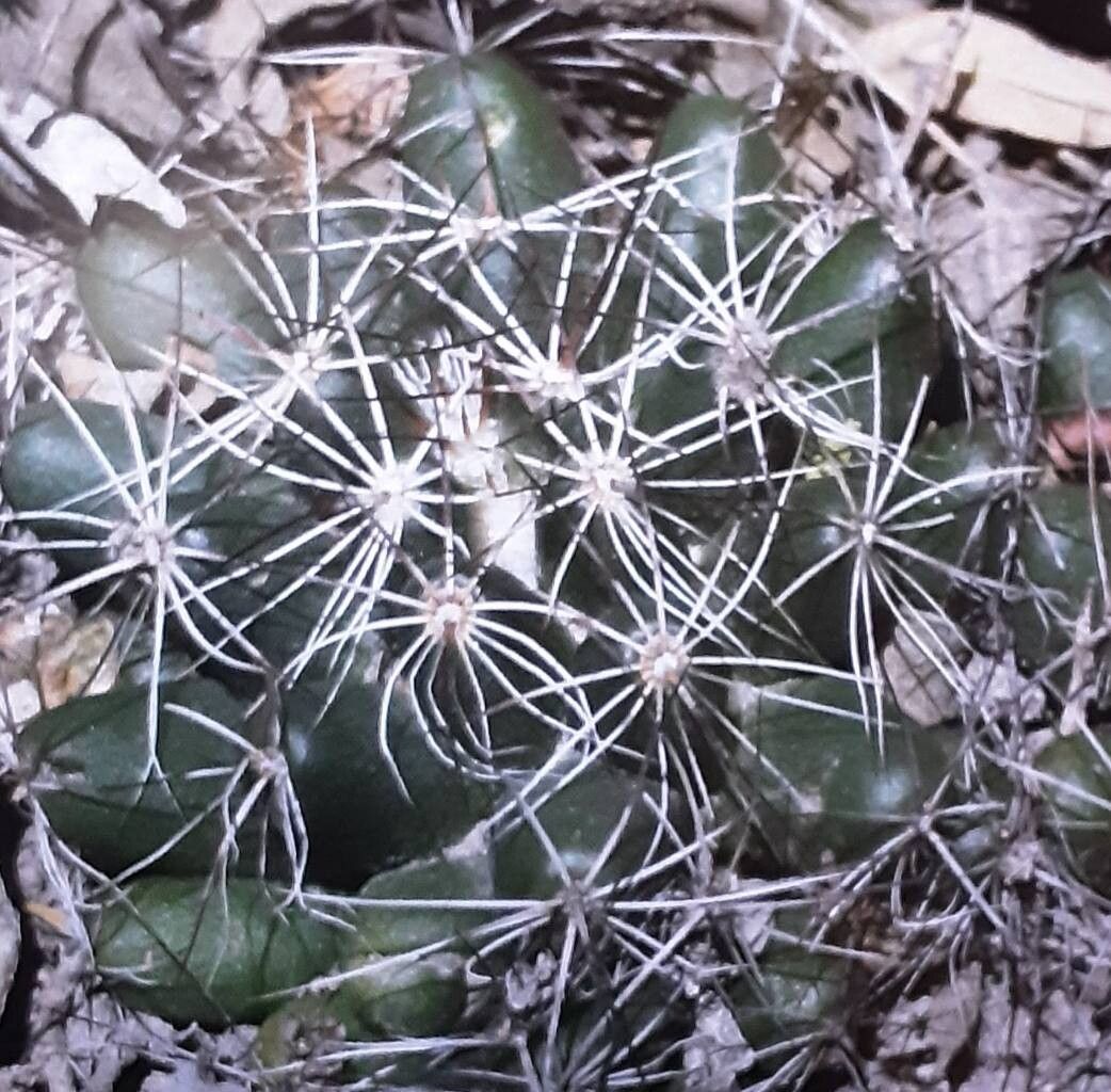 Mammillaria melaleuca leaf