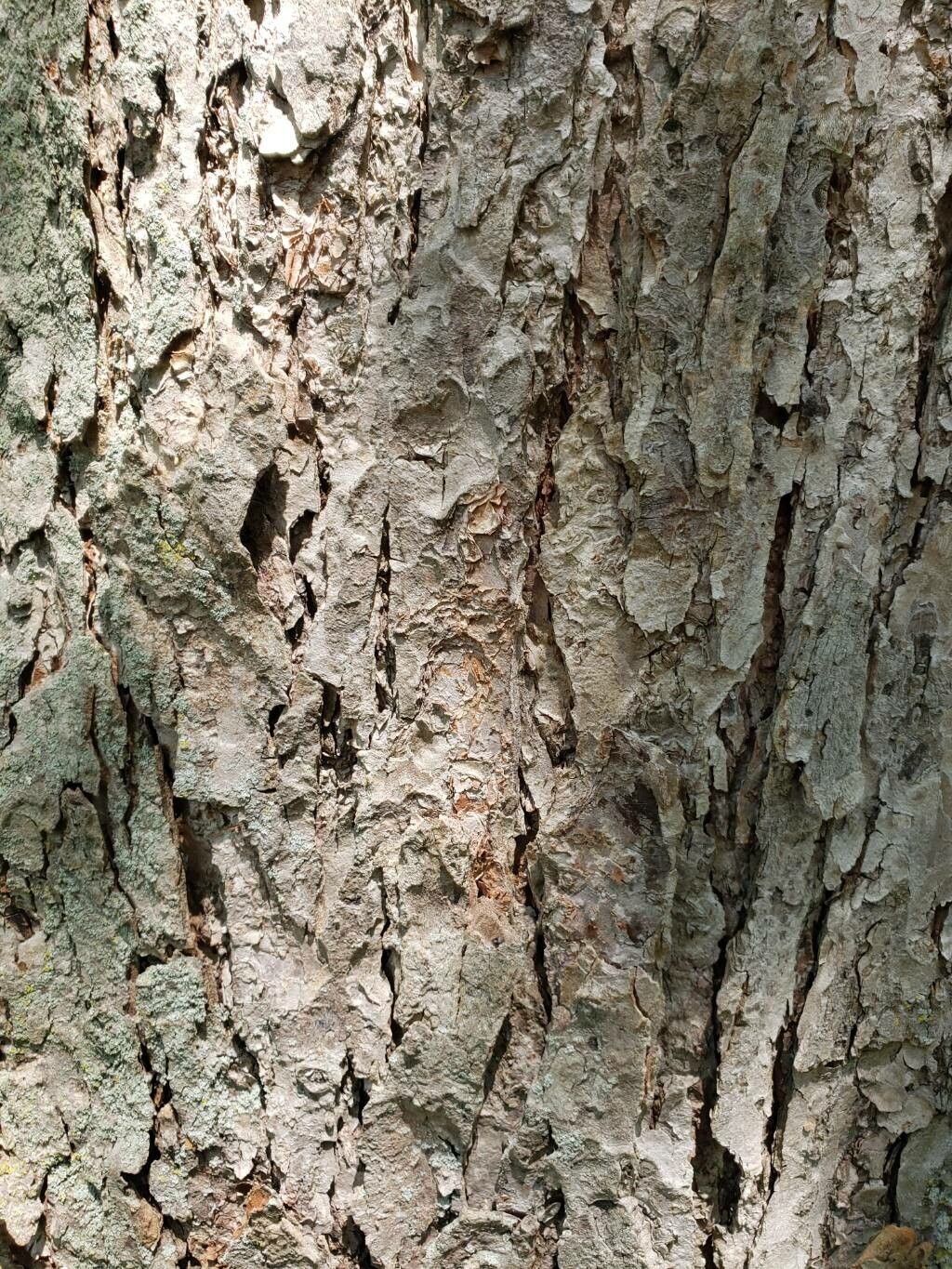 Ulmus laciniata bark