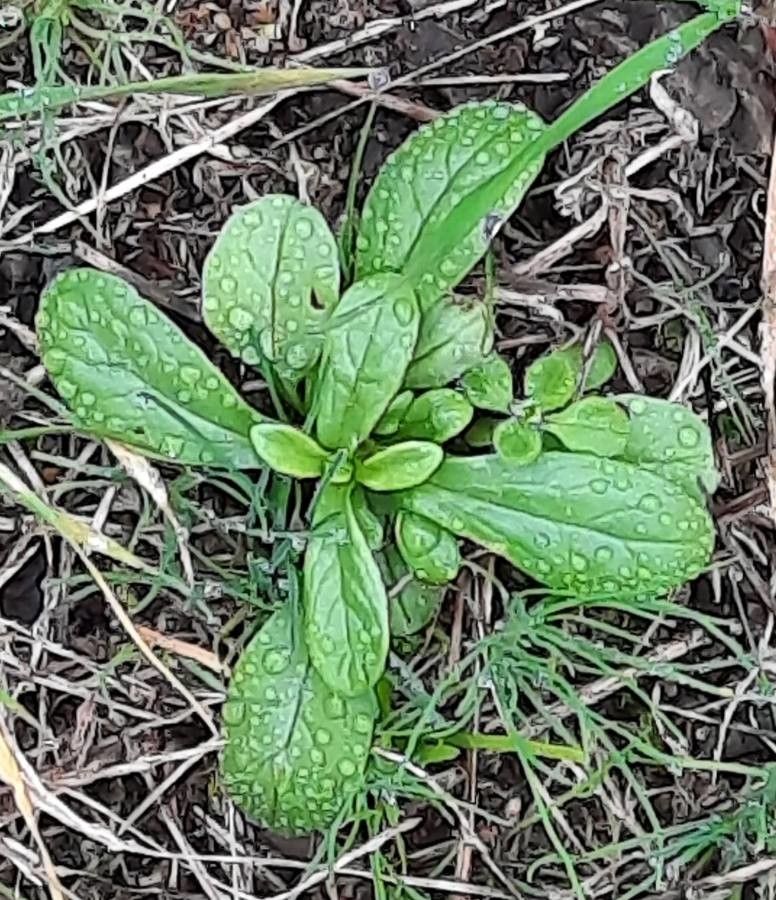 Valeriana eriocarpa — search result for 'Valeriana'