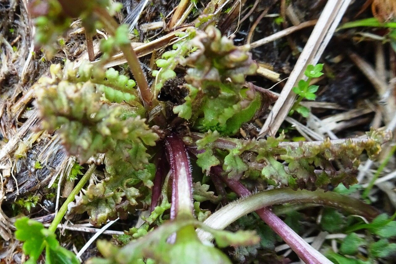 Pedicularis sylvatica — search result for 'Pedicularis'