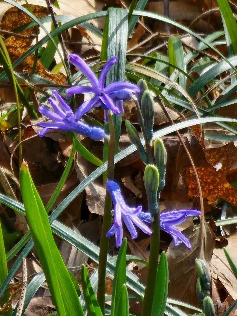 Hyacinthus spp. flower