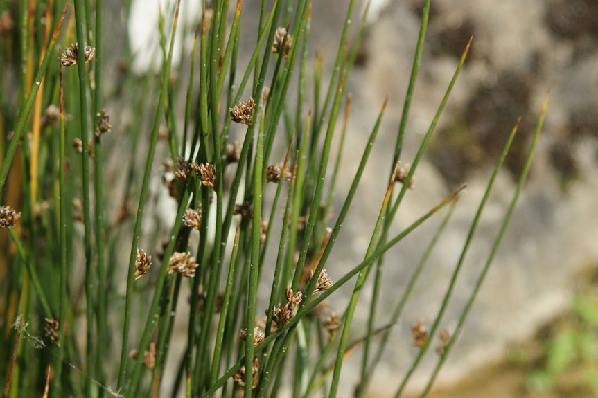Juncus arcticus fruit