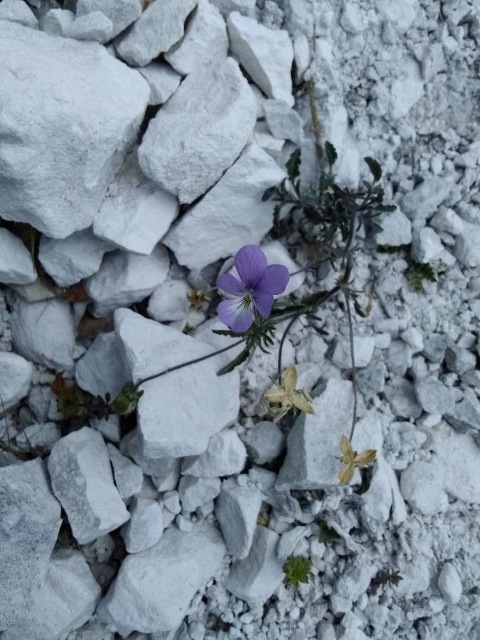 Viola hispida flower