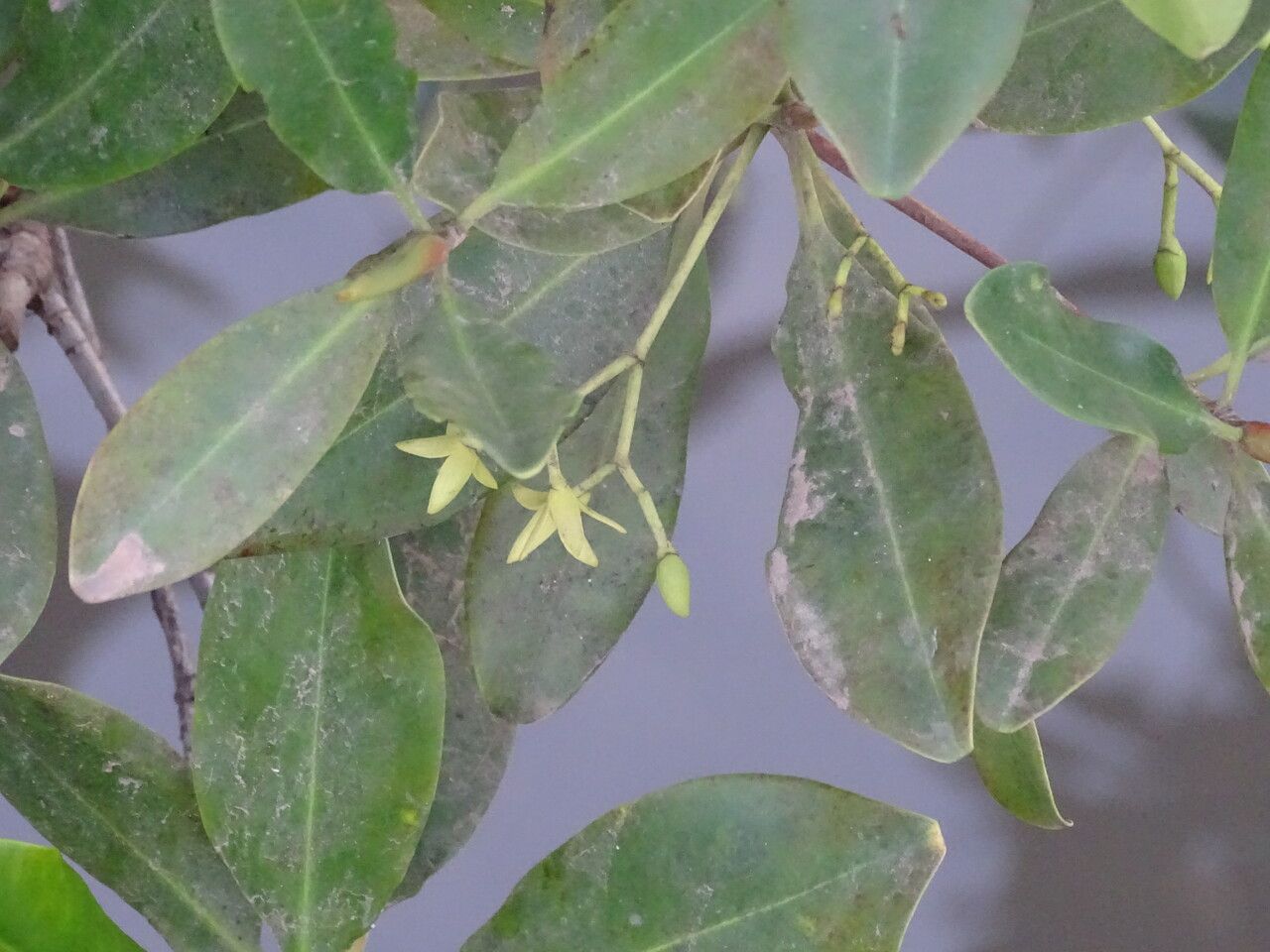 Rhizophora mangle flower