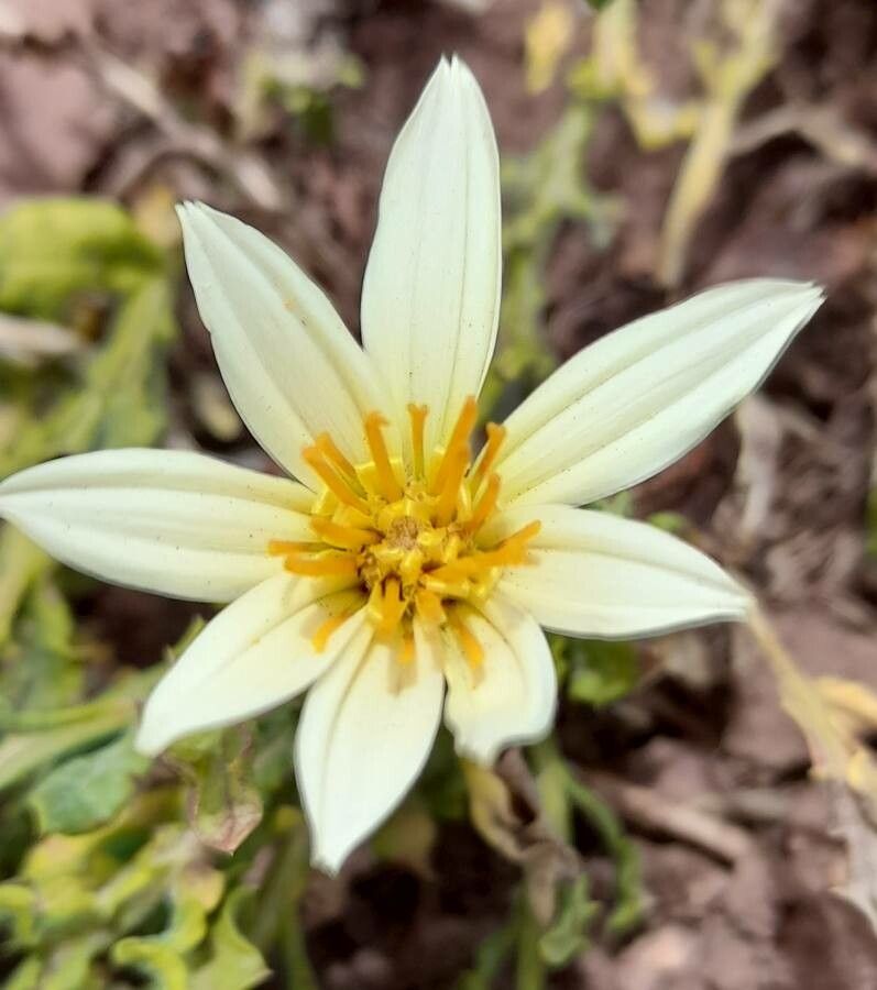 Mutisia sinuata flower