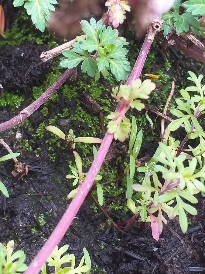 Bidens ferulifolia bark