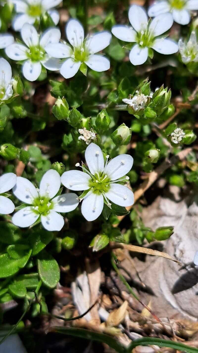 Arenaria gothica flower