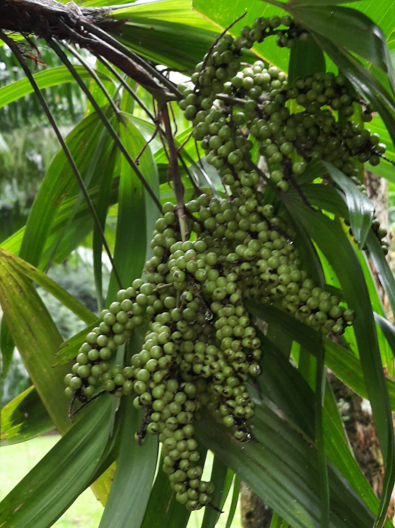 Rhapis excelsa fruit