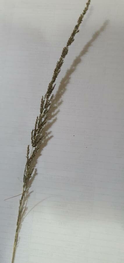 Sporobolus africanus flower