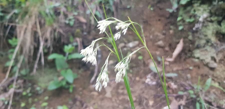 Luzula pedemontana flower