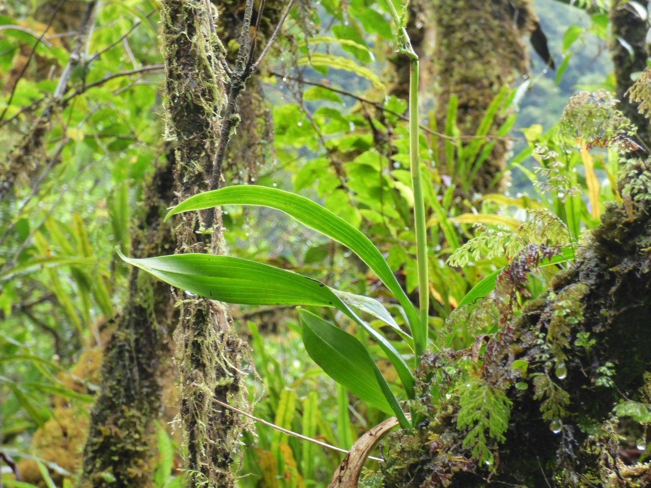 Polystachya concreta — houseplant care guide