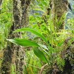 Polystachya concreta