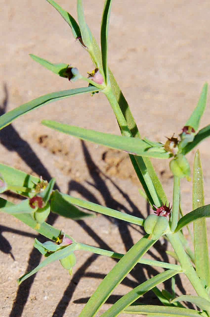 Euphorbia dracunculoides flower
