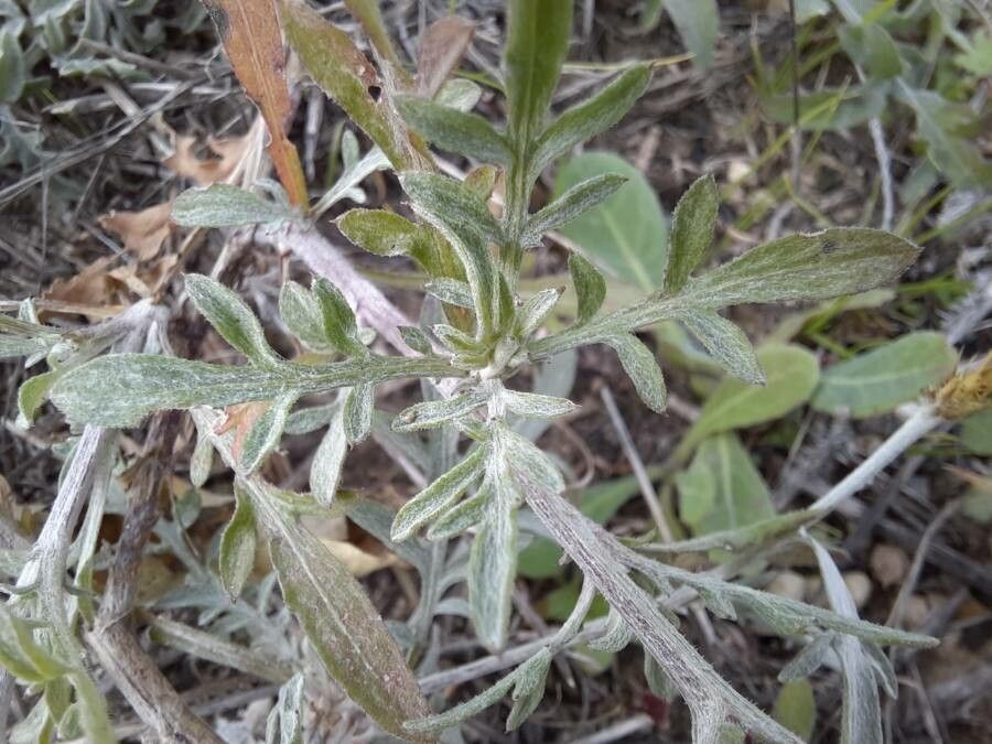 Centaurea diffusa — search result for 'Centaurea'