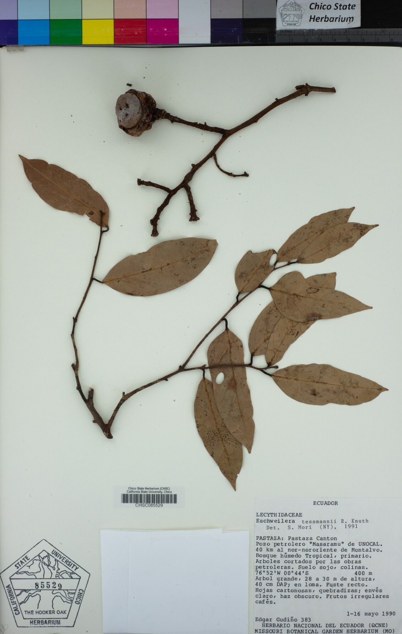 Eschweilera tessmannii — houseplant care guide