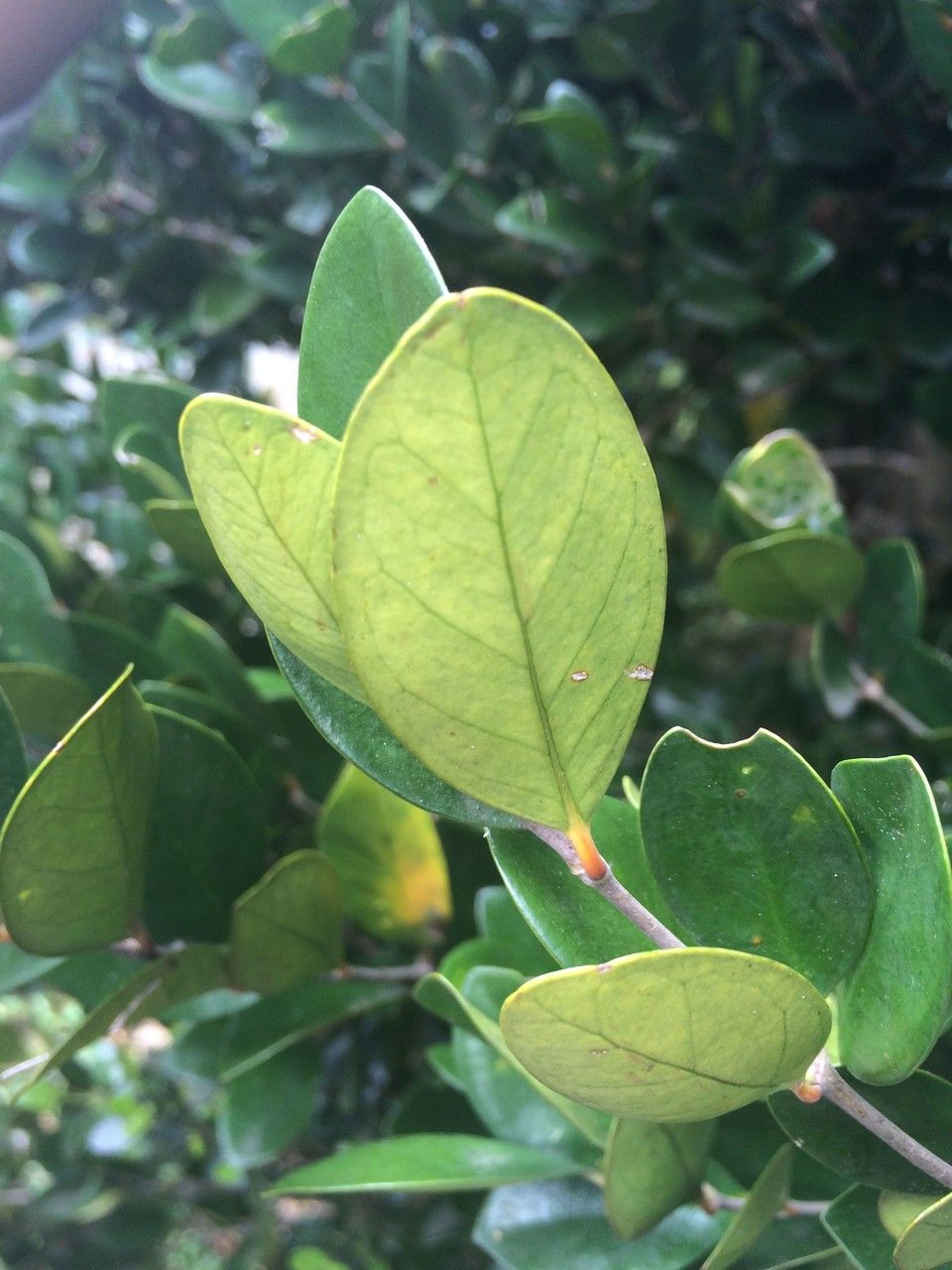 Coffea myrtifolia leaf