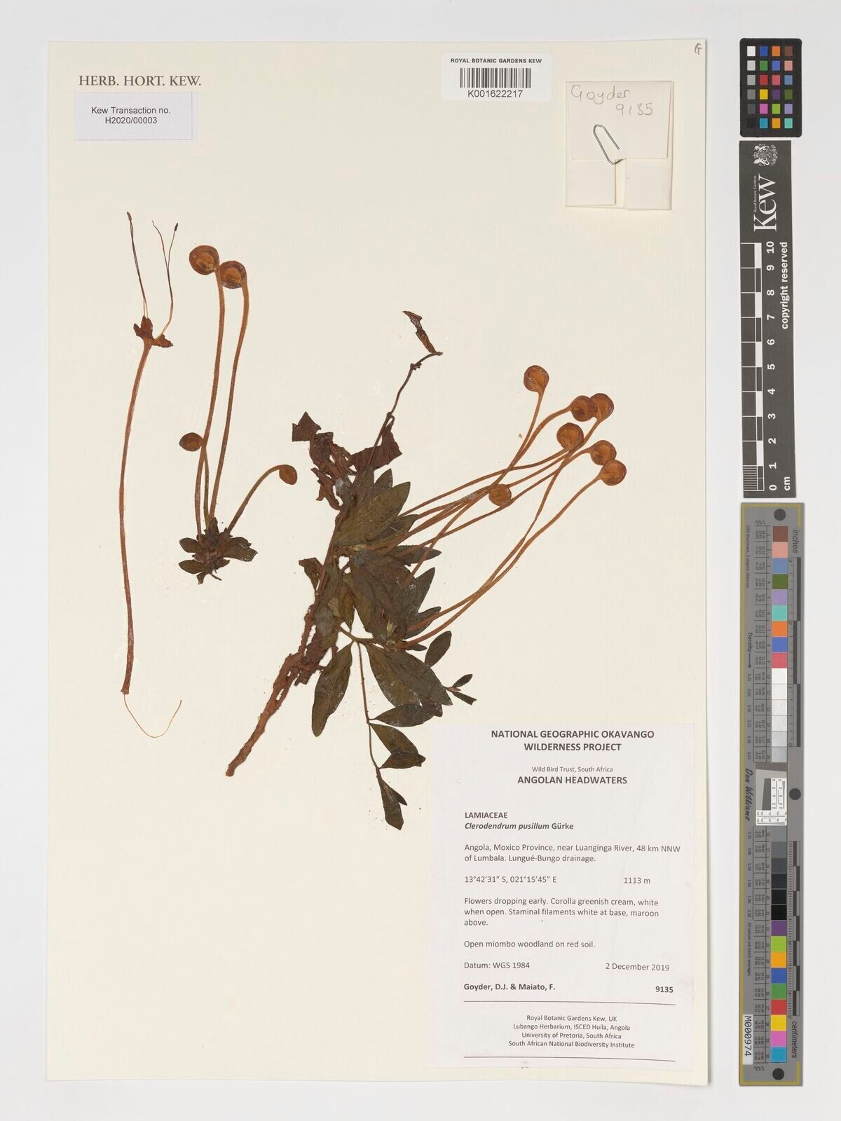 Clerodendrum pusillum — houseplant care guide