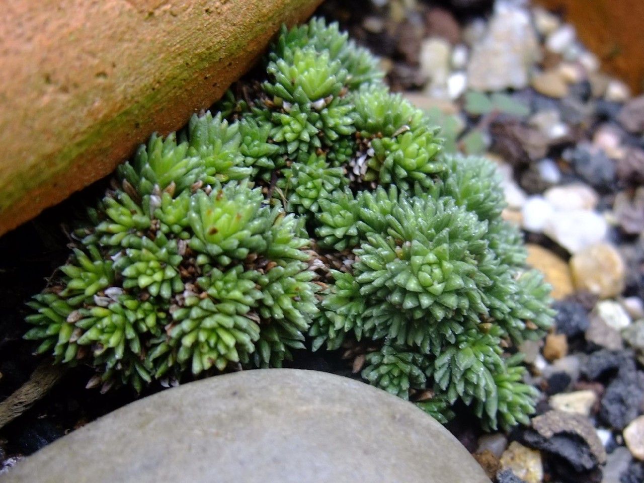 Saxifraga tombeanensis — houseplant care guide