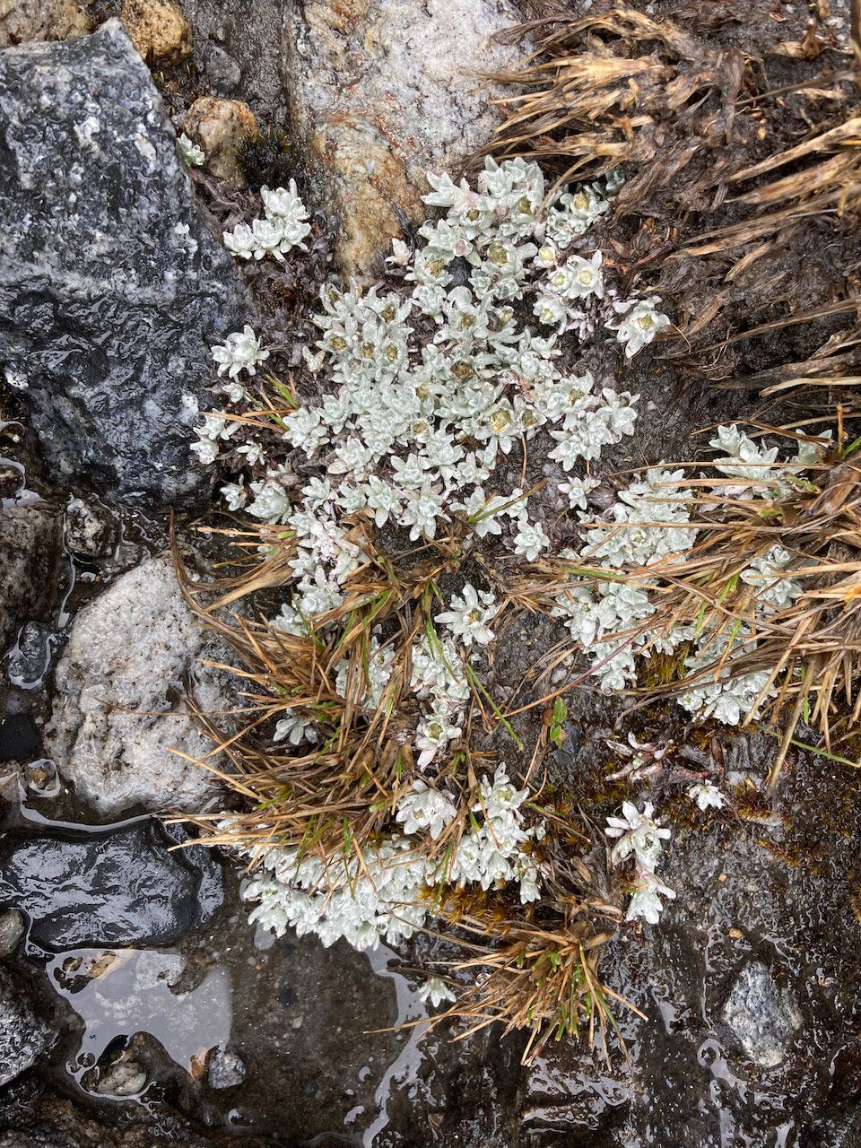 Mniodes radians habit