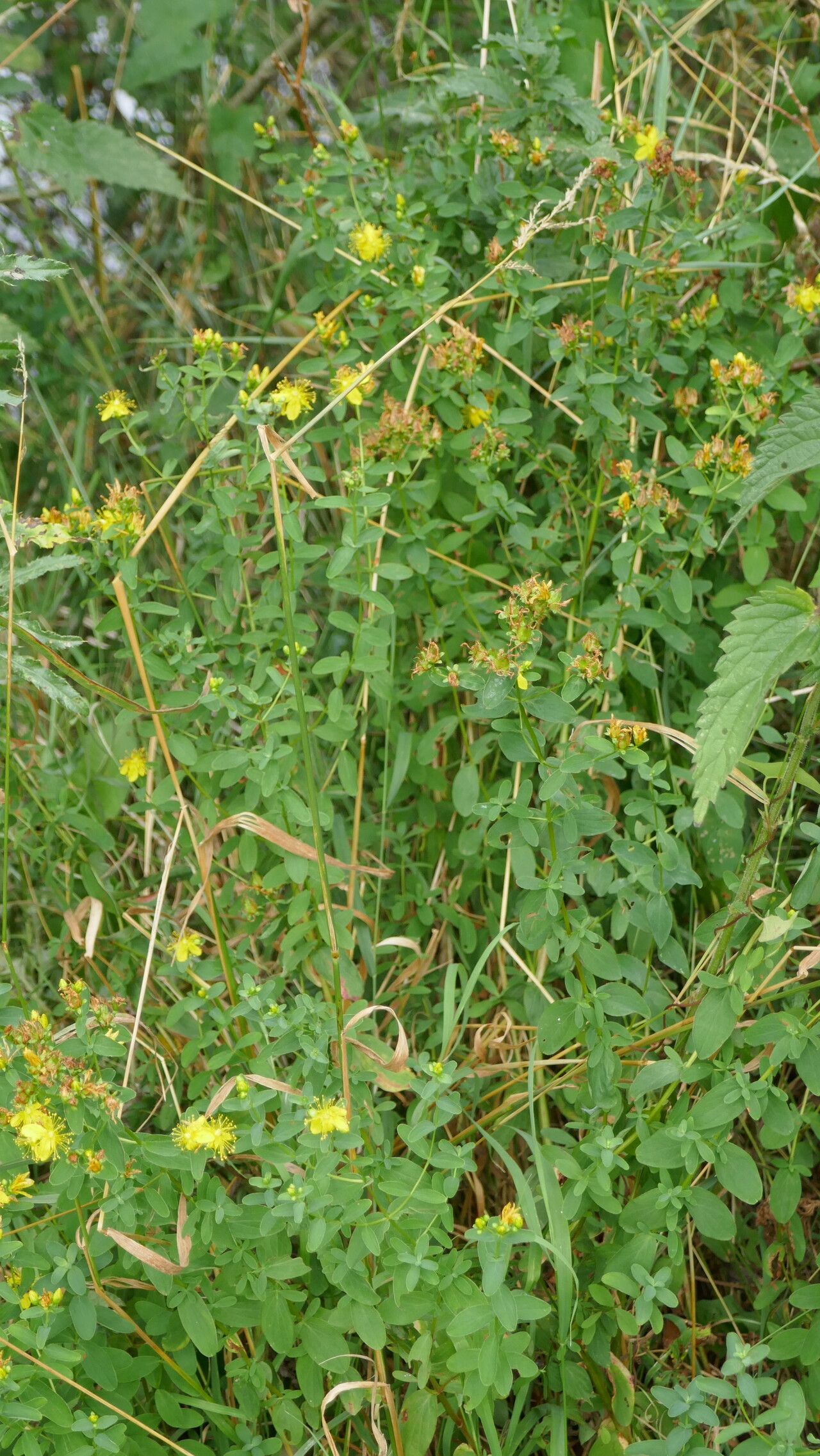 Hypericum scouleri — search result for 'Hypericum'