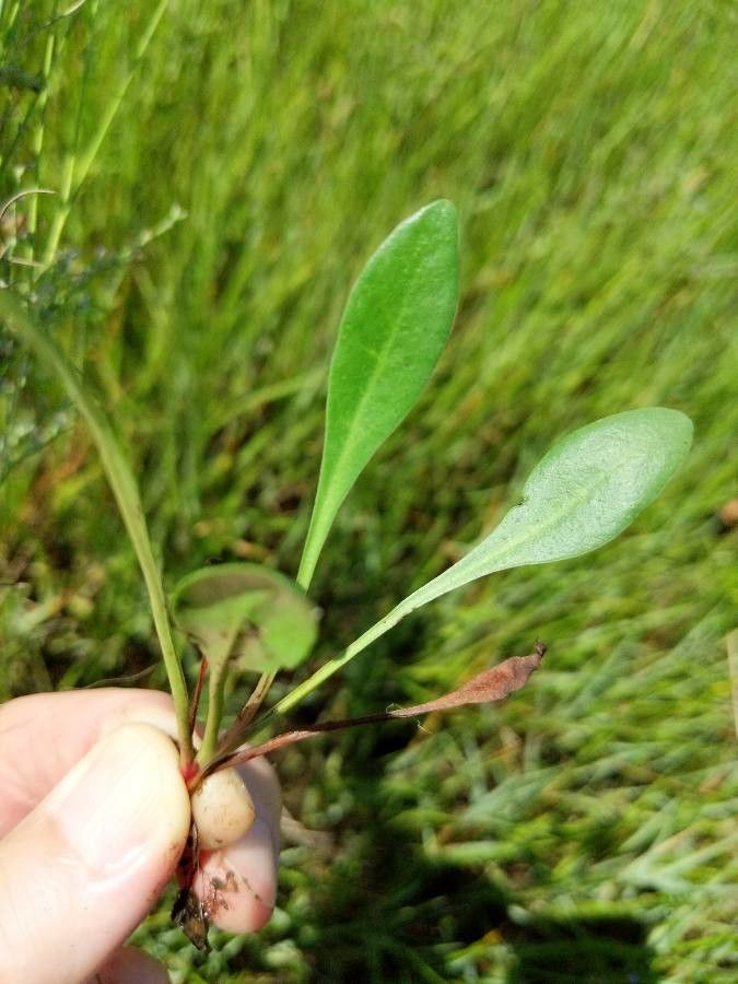 Limonium carolinianum leaf