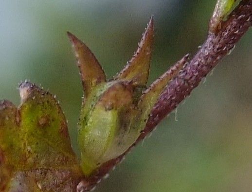 Euphrasia minima bark