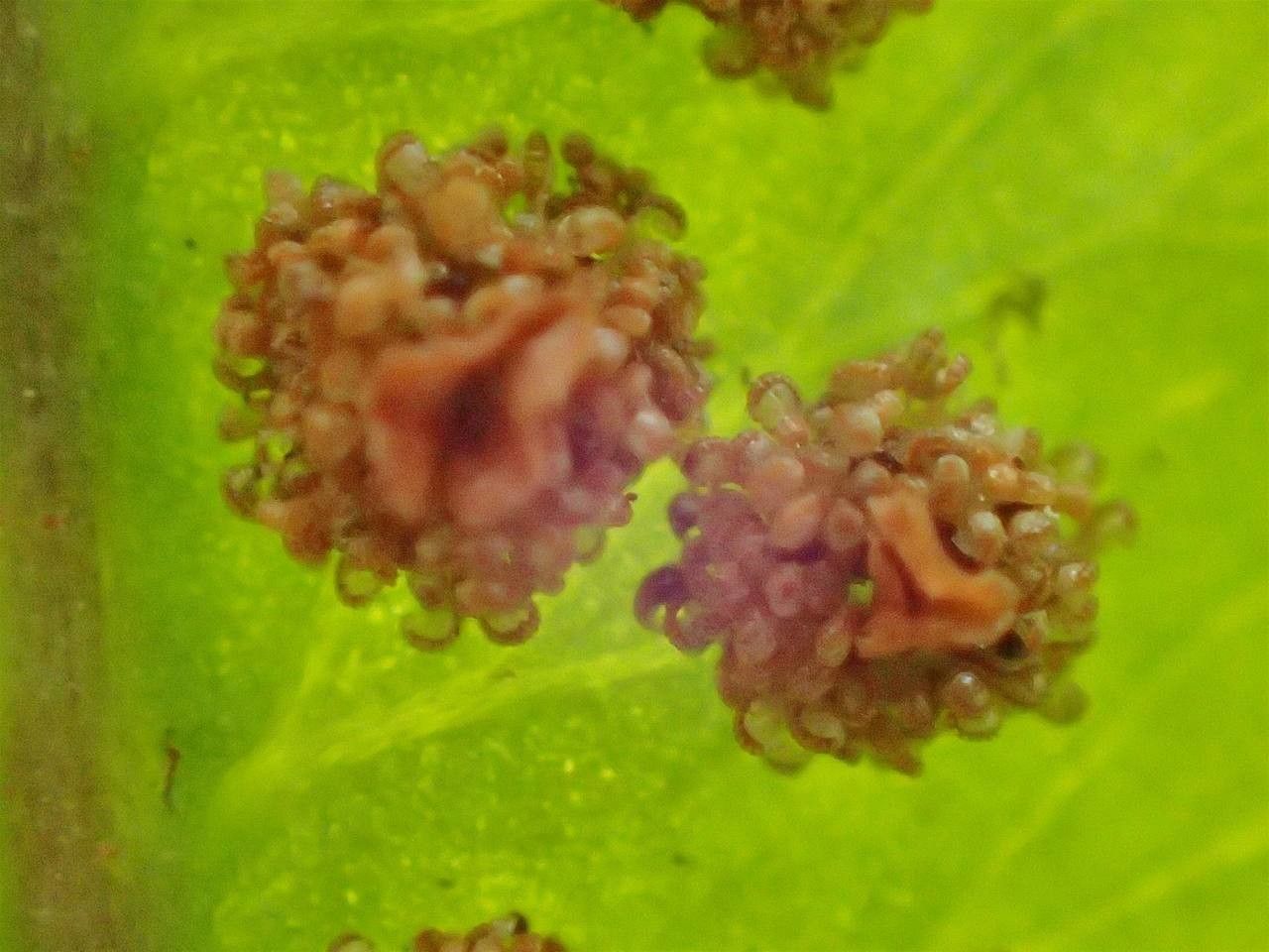 Dryopteris cycadina fruit