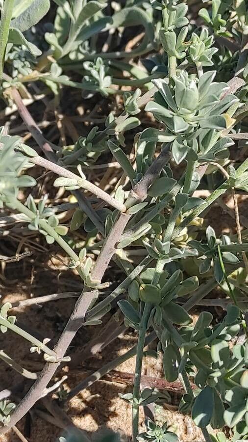 Malcolmia littorea bark