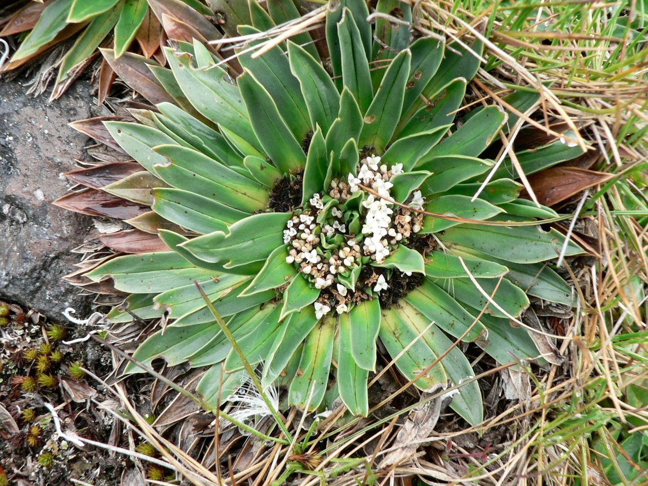 Phyllactis rigida leaf