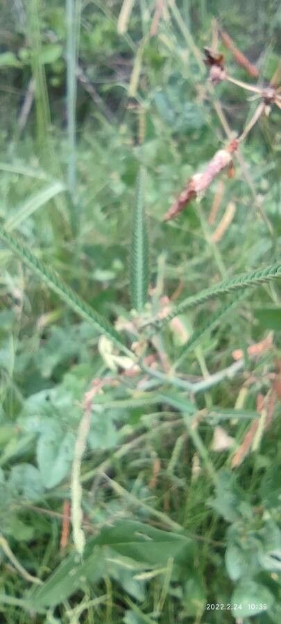 Chamaecrista mimosoides leaf